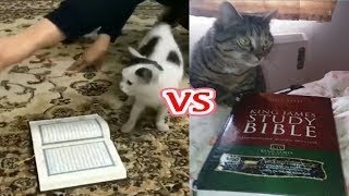 Experiment with 5 Cats Full HD Video | Cats Will Not Walk on The Quran, Experiment with 5 Cats Full HD Video | Cats Will Not Walk on The Quran,