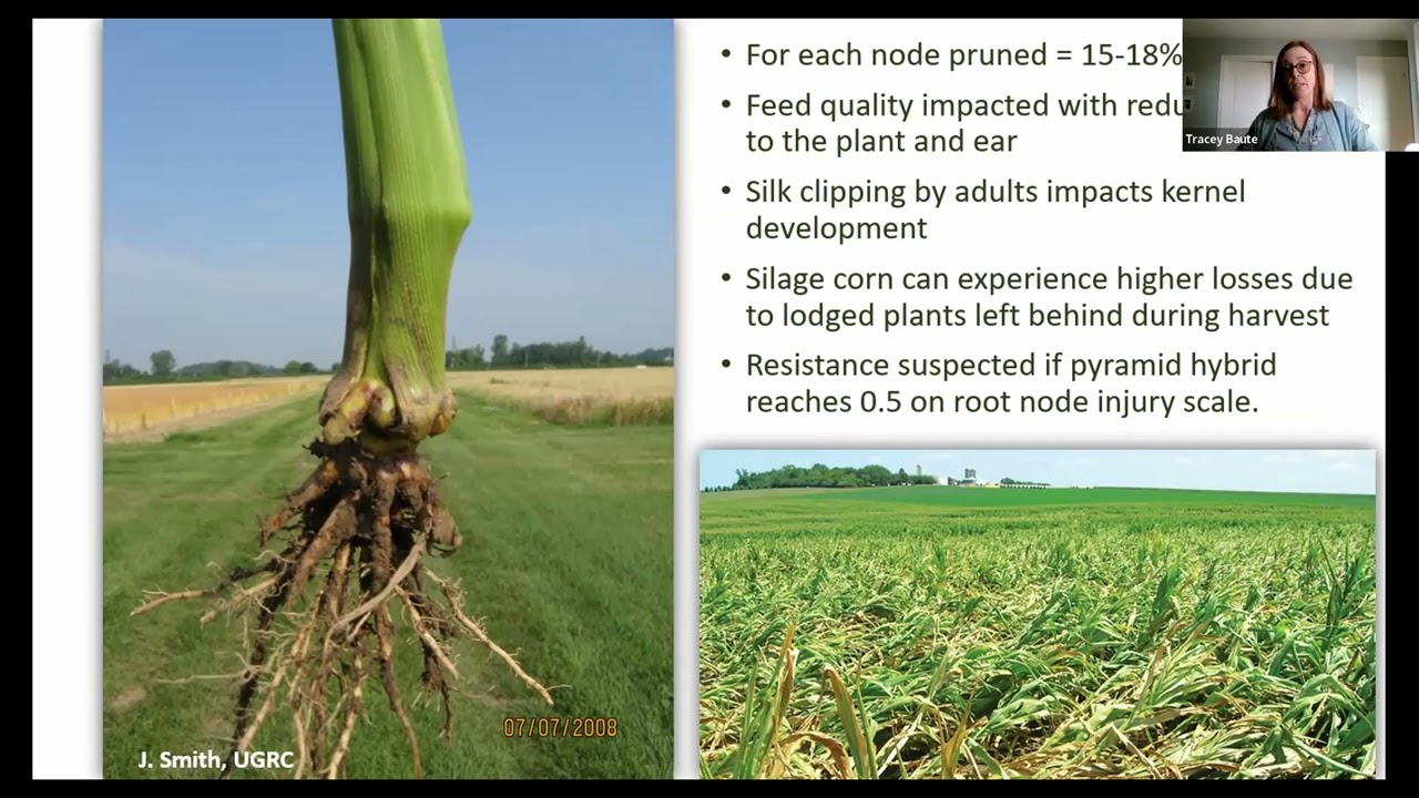 Protect your feed supply from Bt-resistant corn rootworm! - Forage Focus 2022