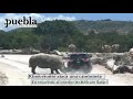Rinoceronte ataca a una familia dentro de su camioneta en Africam Safari en Puebla