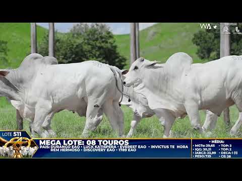 LOTE 511   MEGA LOTE