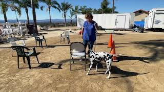 Staffy Joins K9 Nose Work Class Featuring Dalmtian, Aussie, Boston Terrier & Shiba Inu by PUDDY THE DOG 711 views 2 months ago 6 minutes, 52 seconds