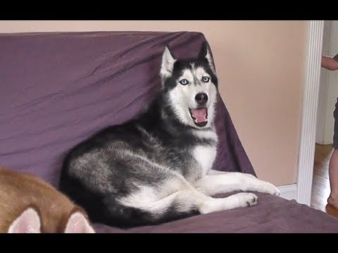 Husky Dog Talking - "I want Potatoes!"