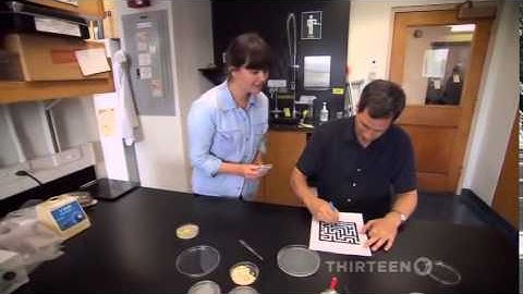 Defining Intelligence at the micro level