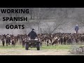 Working Spanish Goats