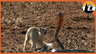 Cobra π vs Mongoose 𦦠lethal battle