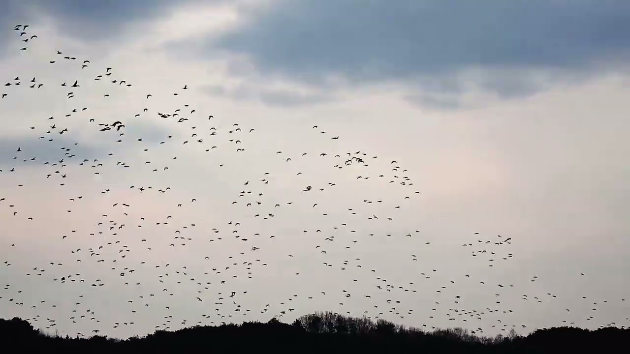 서천 봉선저수지 가창오리 (26년 3월 1일)