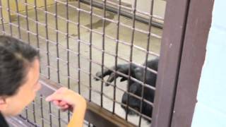 Chimpanzee Foxie greets a caregiver