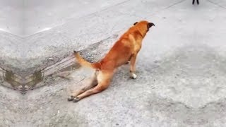 Cute is Not Enough - Funny Cats and Dogs Compilation #265 by Cute City 10,713 views 5 years ago 10 minutes, 10 seconds