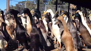 Indian Runner Ducks a Better Vineyard Pest Control?