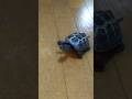 猫の走り方を真似するクサガメ軍曹【Sergeant Turtle imitates the way a cat runs】
