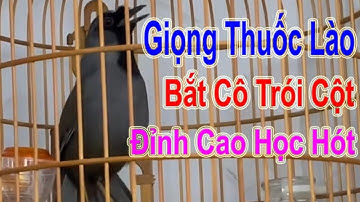 Khướu Hót Bắt Cô Trói Cột Kèm Thuốc Lào - Giọng Chuẩn Đỉnh Cao Để Chim Tập Hót