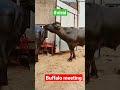 Buffalo meeting shorts animalsviral