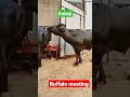 Buffalo Meeting Shorts Animals Viral 