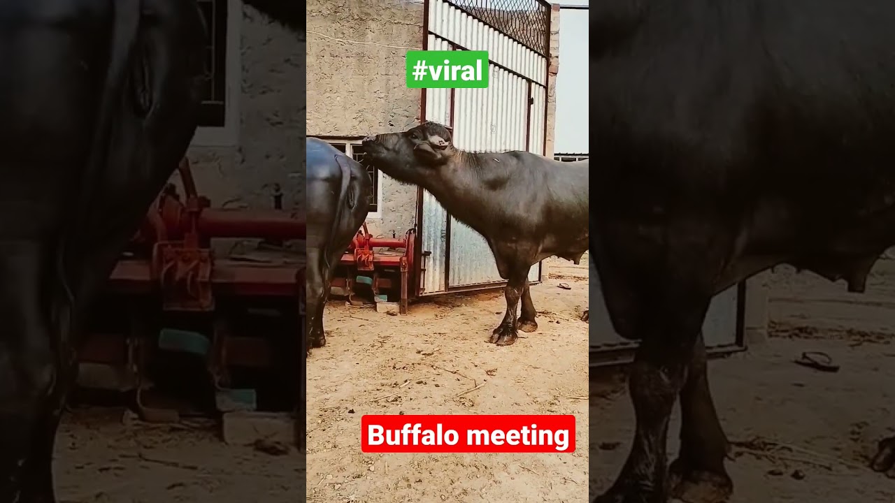 buffalo meeting 
