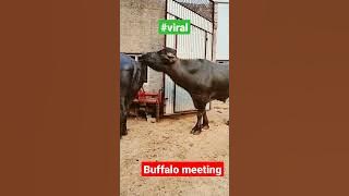 buffalo meeting #shorts #animals#viral