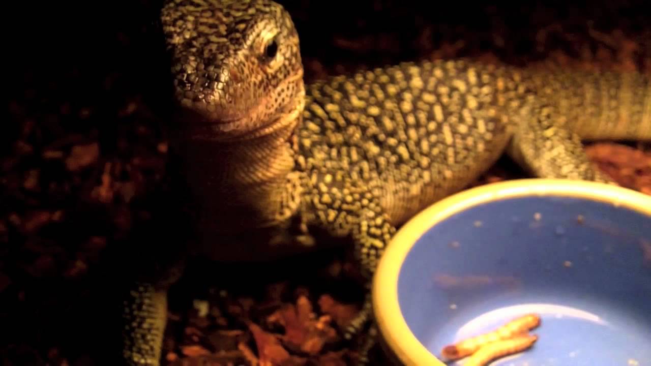 morphemes pdf Avocado's Snack Time!