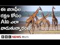 జిరాఫీల కోసం AI ఎలా వాడుతున్నారంటే.. | BBC Telugu