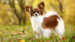 Papillon Dog | Facts, History & Characteristics by All Animal Breeds 14 views 2 years ago 2 minutes, 1 second