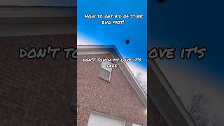 Celebrity How to safely remove stink bug #comedy #tips #diy #funny #smile #tools #handy #sonny Net Worth