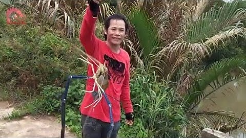 Câu tôm càng xanh khủng gò công  lên có đủ tôm cua cá to luôn, quá vui !