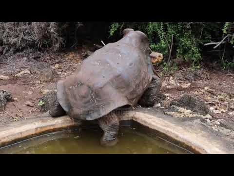 Video: A ishin gjallë breshka gjigante?
