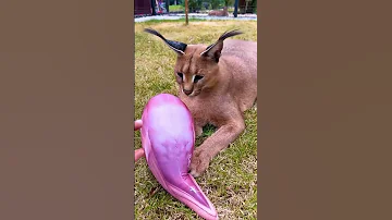 Почему каракал Ника — толстенькая булочка? 😽