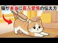 猫が密かに喜んでいる愛情の伝え方10選【猫の雑学】