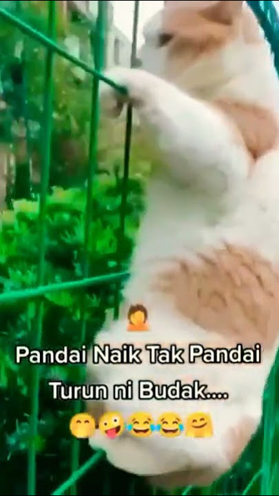 kucing lucu minta tolong #shorts