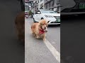 Golden Retriever Trade egg for Chicken #shorts #dogs