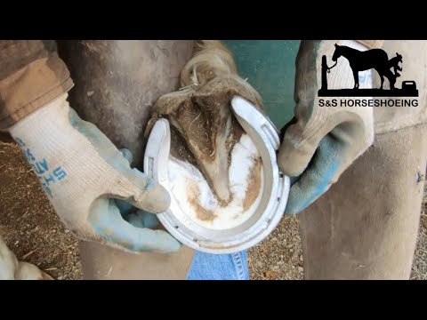 Horseshoeing a MUSTANG with ALUMINUM shoes