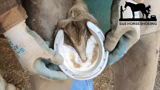 Horseshoeing a MUSTANG with ALUMINUM shoes