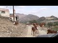 حسلان .. cows