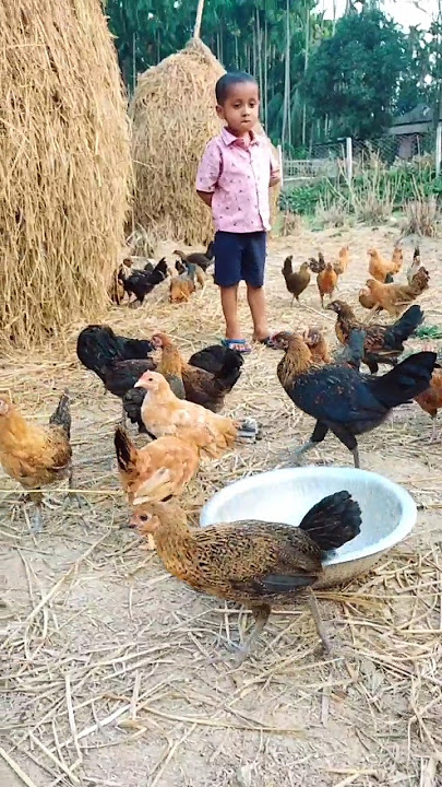 arif Mahmud #playing her hen#youtube #shortvideos #viral #newvideo #@Hannan_77