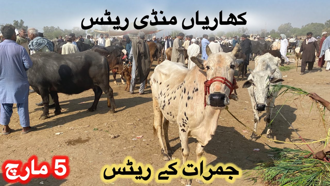 kharian Maveshi Mandi Rates 