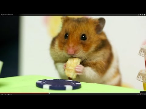 hamsters-doing-funny-things!