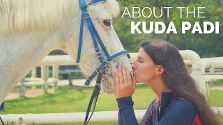 Download Lagu About the Kuda Padi MP3