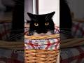 Why that face… #catsofyoutube #cat #sillycat