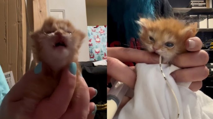 Tater Tot Kitten Has Died Video Before The Cat Passed On Cause Of Death Kitty Crusaide Tater Tot