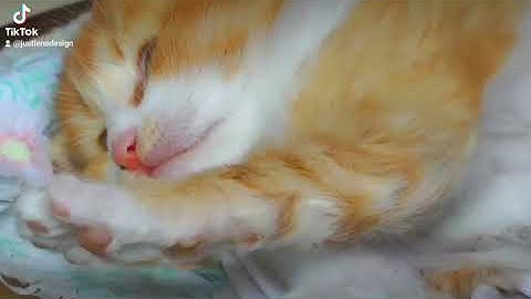 Bruno Mars - The Lazy Song (Cover - lazy kitten)  cute video cat