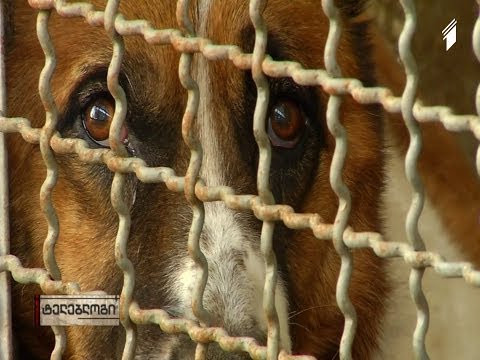 ტელებლოგი - \"საყელურის გარეშე\" (HD)