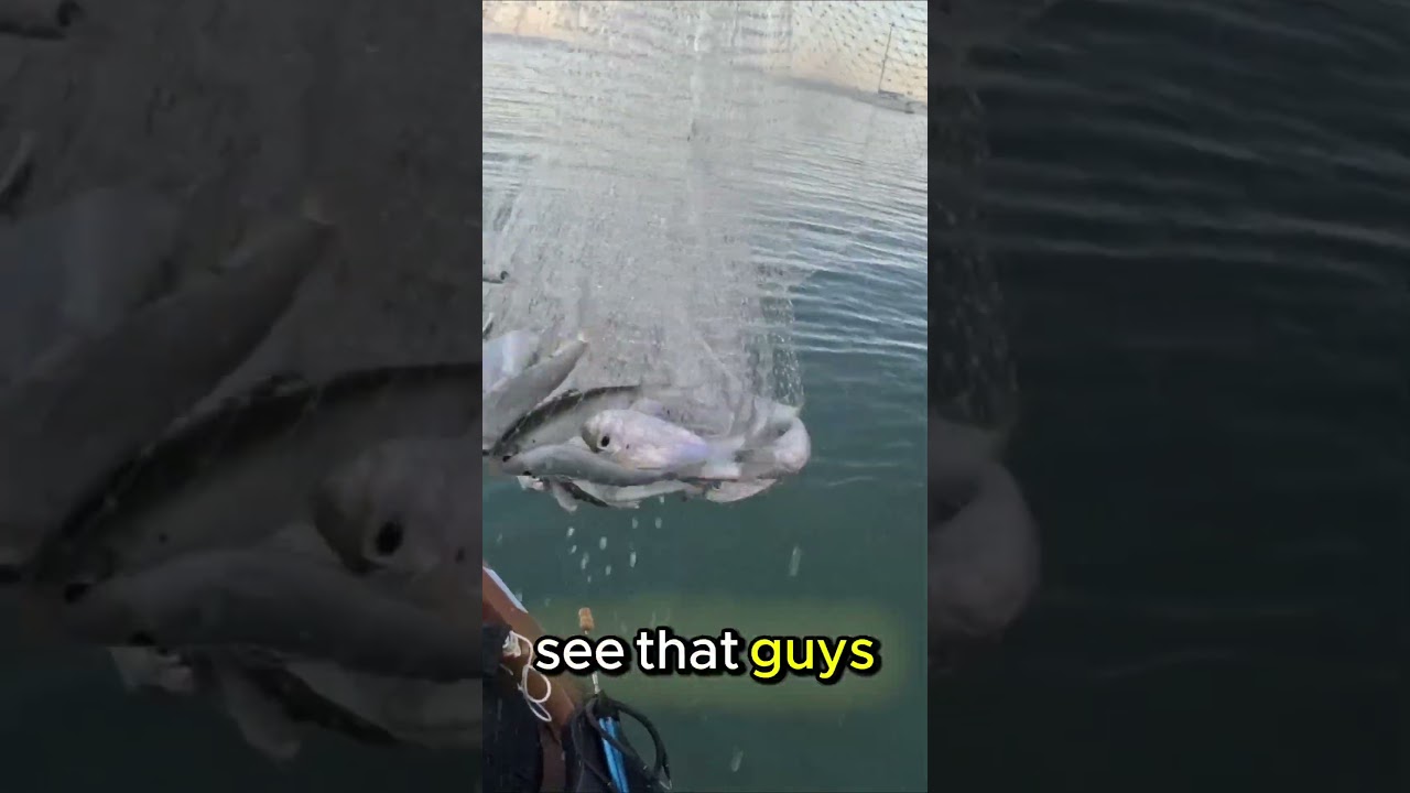 This cast net method gets bait FAST 