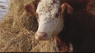 Ollie, the seeing eye cow, has died