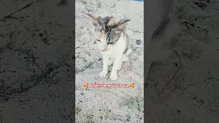 🥰 சின்ராசு நல்லா படி 🥰 #pets #அதிகாரம்2 #funny #thankyou #tamil #petlover #tamil #music #pets #