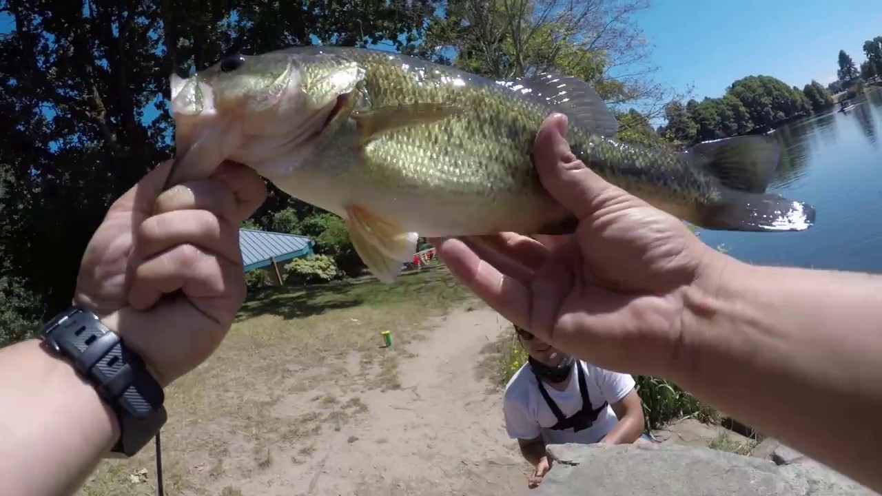 Bass Fishing Waverly Lake YouTube