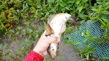 kích cá lóc trong ruộng rau muống