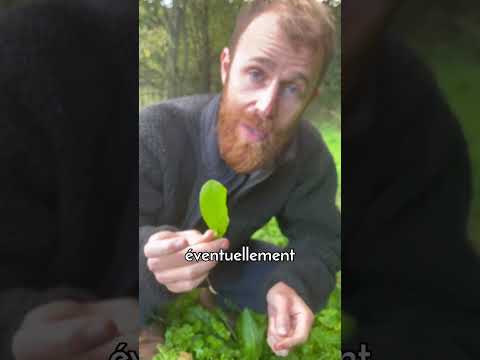 Vidéo: Utilisations de la plante d'oseille : que faire avec les herbes d'oseille ?