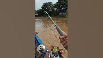 Mồi câu cá basa hiệu quả#shorts #fishing