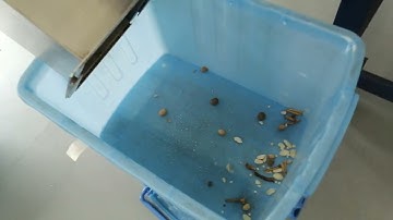 Anysort AI peanuts sorter sorting foreign impurities