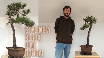 Styling a Black Pine Bonsai – Step by Step | First Design