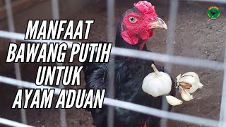 MANFAAT BAWANG PUTIH UNTUK AYAM ADUAN | AYAM BANGKOK